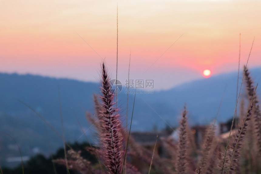 娱乐田园诗般的艺术抽象春天日落视图背景或夏天与野草尖顶艺术抽象春天背景或夏与新鲜草外部图片