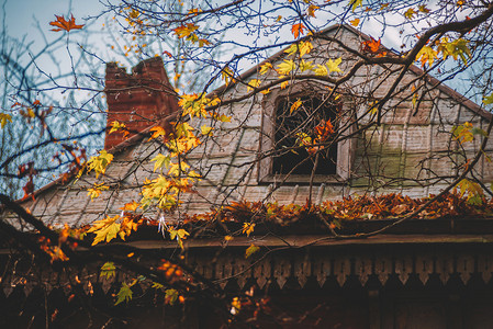房子前的秋季树木图片