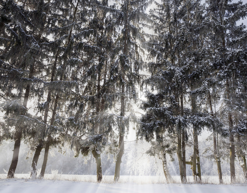 冬天的枯树中间的雪和霜后覆盖着白雪和霜冻冬天的枯树冷若冰霜寒冬快乐的图片