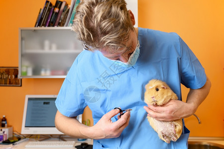 手指医生切甲给一只豚鼠高品质的摄影兽医生切指甲给一头小猪维持仓鼠图片
