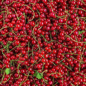 成熟多汁的红圆莓顶部视图成熟多汁的红圆莓水平相片背景甜的庄稼集群图片