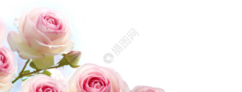 蔷薇花渐变蓝到白背景上的粉红玫瑰水平横幅花背景粉红玫瑰压痛角度水平的背景图片