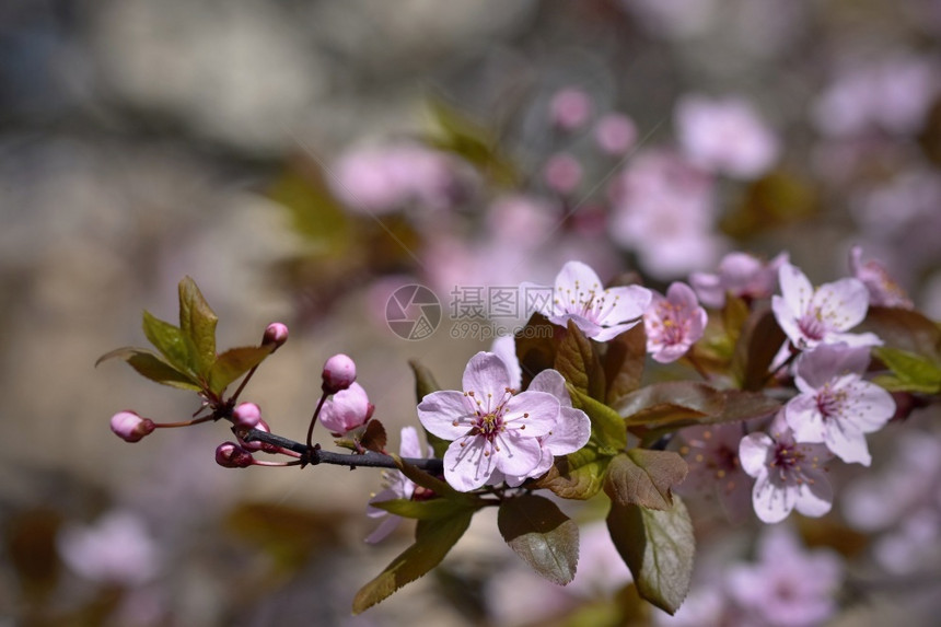 花朵瓣细节美丽的果园摘要背景模糊春光时间SpringtimeBringtime图片