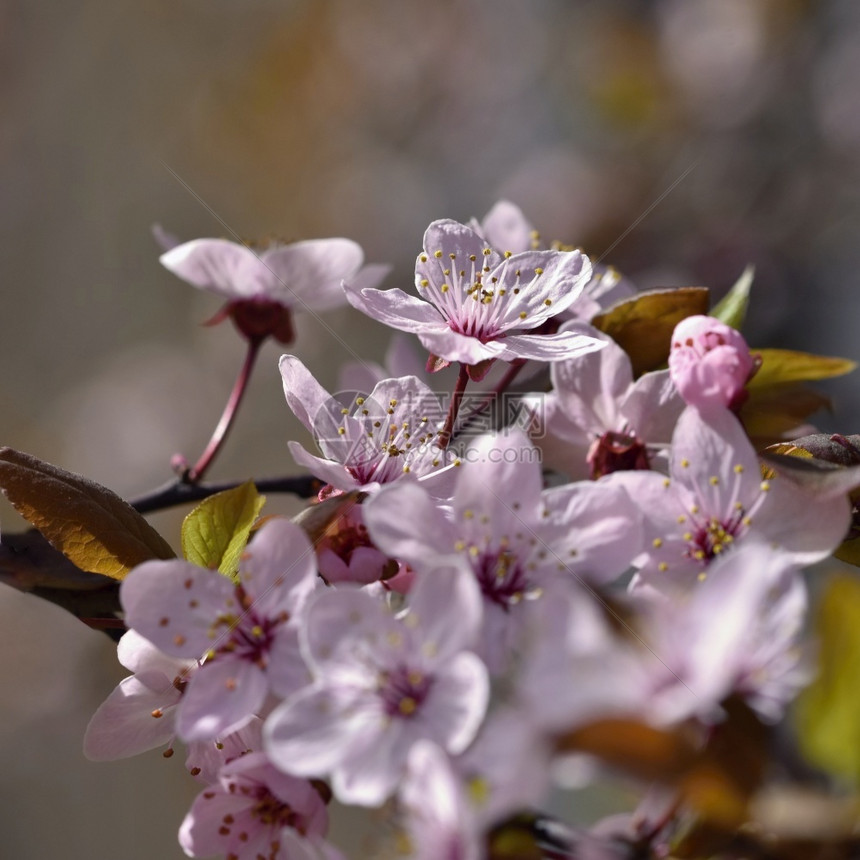 天美丽的果园摘要背景模糊春光时间SpringtimeBringtime花园艺图片