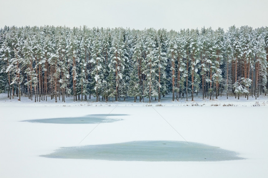 下雪的拉普捷夫明亮冰雪和冻湖覆盖的FirFir树林图片