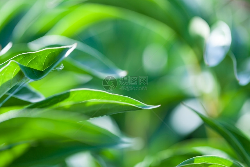 美丽明亮的绿草柔软焦点宏观照片浅光DOF绿色的草地春天图片