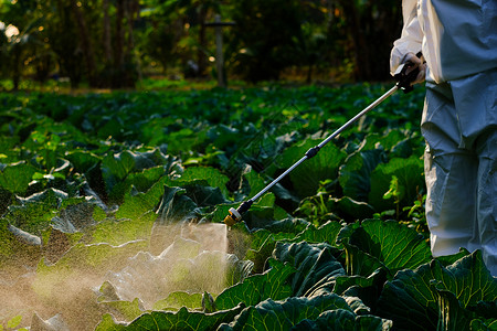 农药在菜植物上喷洒肥料给菜蔬工厂水农民图片
