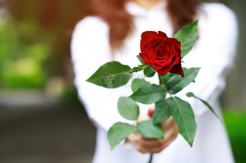 一位年轻男子在华伦人节给女友一盒玫瑰种微笑瓜拉纳皮图片