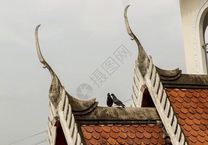 优质的美丽门两只鸽子在佛庙的屋顶上围着两只鸽子背景图片