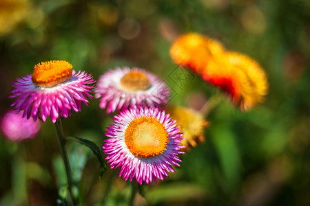 丰富多彩的在春天花园绿草本上花朵多彩美丽的橙紫色图片