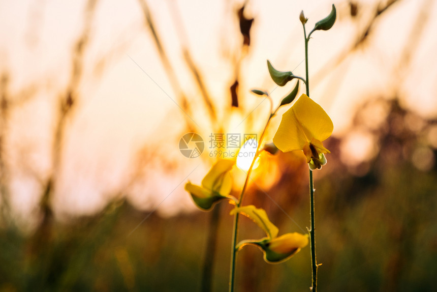 美丽的Sunhemp或Crotalariajuncea花田日光背景或者图片