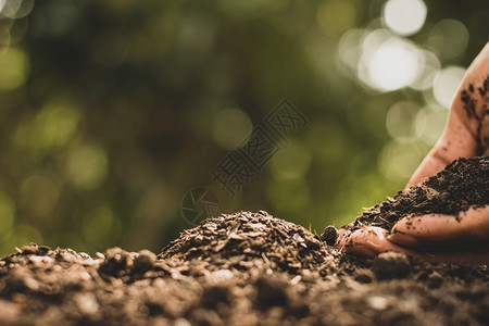 芒高的手正在倒下适合种植树木的肥沃土壤白色的地面棕图片