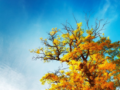 蓝天下的金黄色的树叶图片