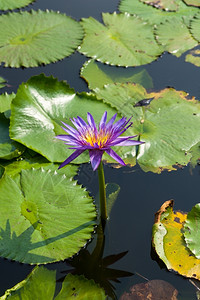 睡莲盛开在池塘里图片