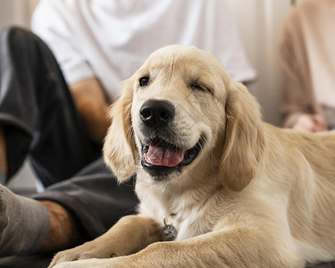 可爱的保持微笑人狗在室内高分辨率照片人狗在室内高质量照片图片