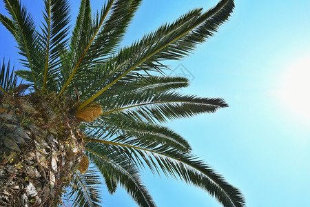 树木优质的岛美丽棕榈树背景有蓝天空图片