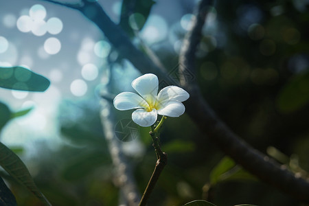 绿色红团体公园中一群白色的花朵在公园里图片