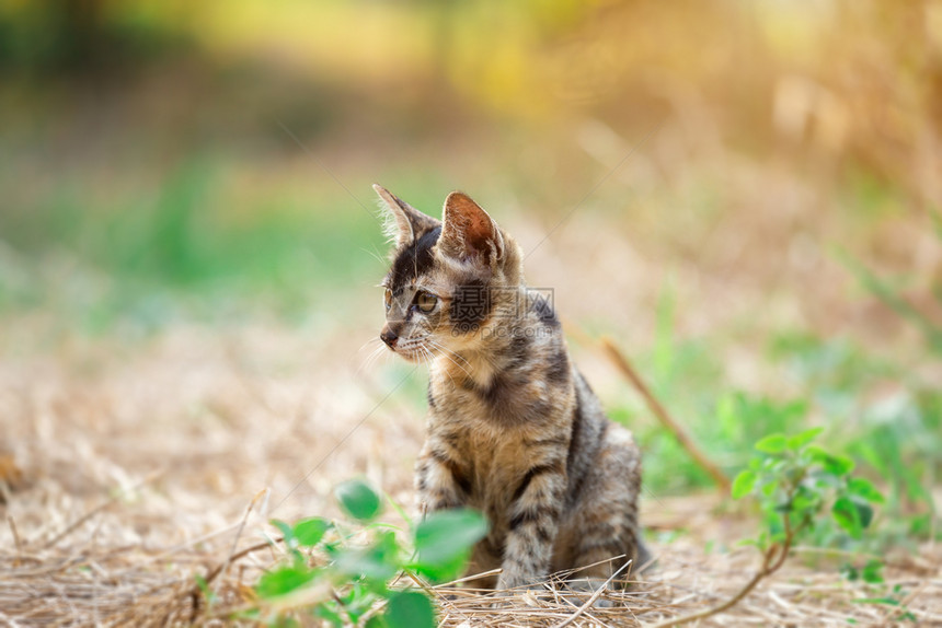 灰色的阳光下花园草地里的泰国小猫咪健康自然图片