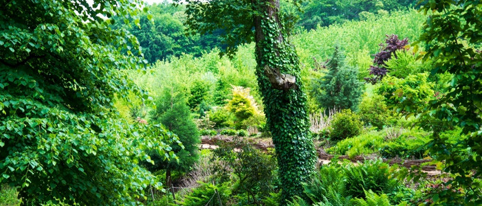 园林绿化雨地常春藤树干皮被叶覆盖绿色藤蔓生长在木头上与绿色灌木丛相映成趣背景图片