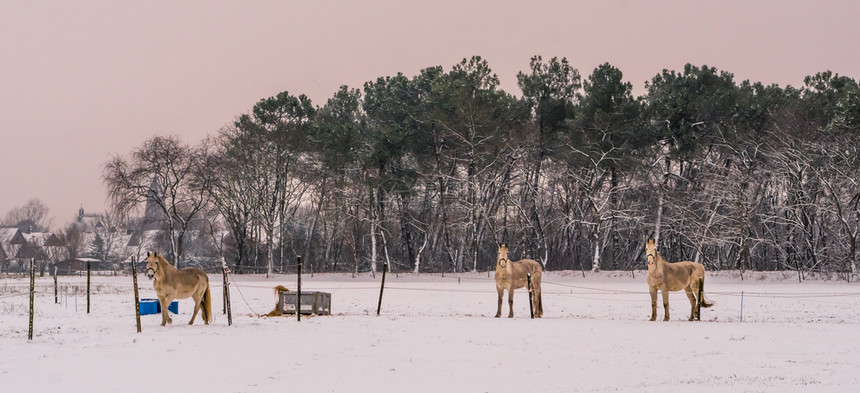冬季时看摄影机白雪草地农村美丽的自然景色在野外的田间林中露出漂亮的自然风景马农场哺乳动物图片