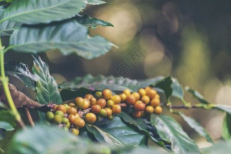 生长在树上的黄色咖啡豆浆果图片