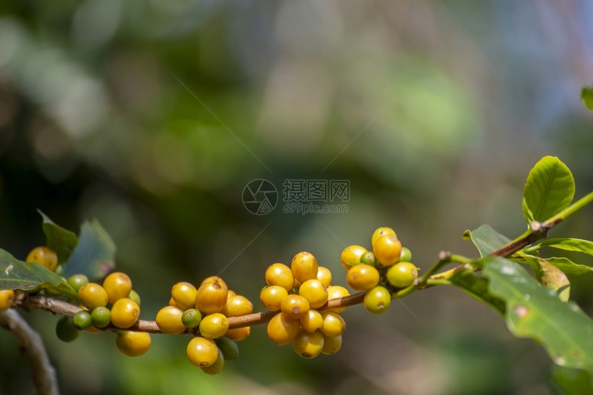 生长在树上的黄色咖啡豆浆果图片