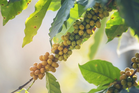 树枝上的咖啡豆浆果图片