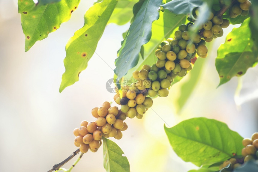 咖啡因黄豆果树在黄波旁生态有机农场种植新鲜子关闭黄熟草莓收获阿拉伯咖啡园新鲜豆绿叶树丛收割阿拉伯咖啡花园罗布斯塔哥伦比亚图片