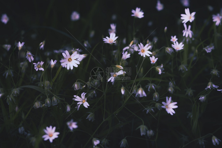 植物学白小森林花朵在暗淡的绿色背景下有选择地聚焦白森林鲜花ShalowDOF花期繁星图片