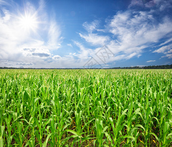 绿色阳光下有玉米的田地阳光下夏日风景丰收生长和发展的概念明日下有玉米的田地日落土地高清图片素材