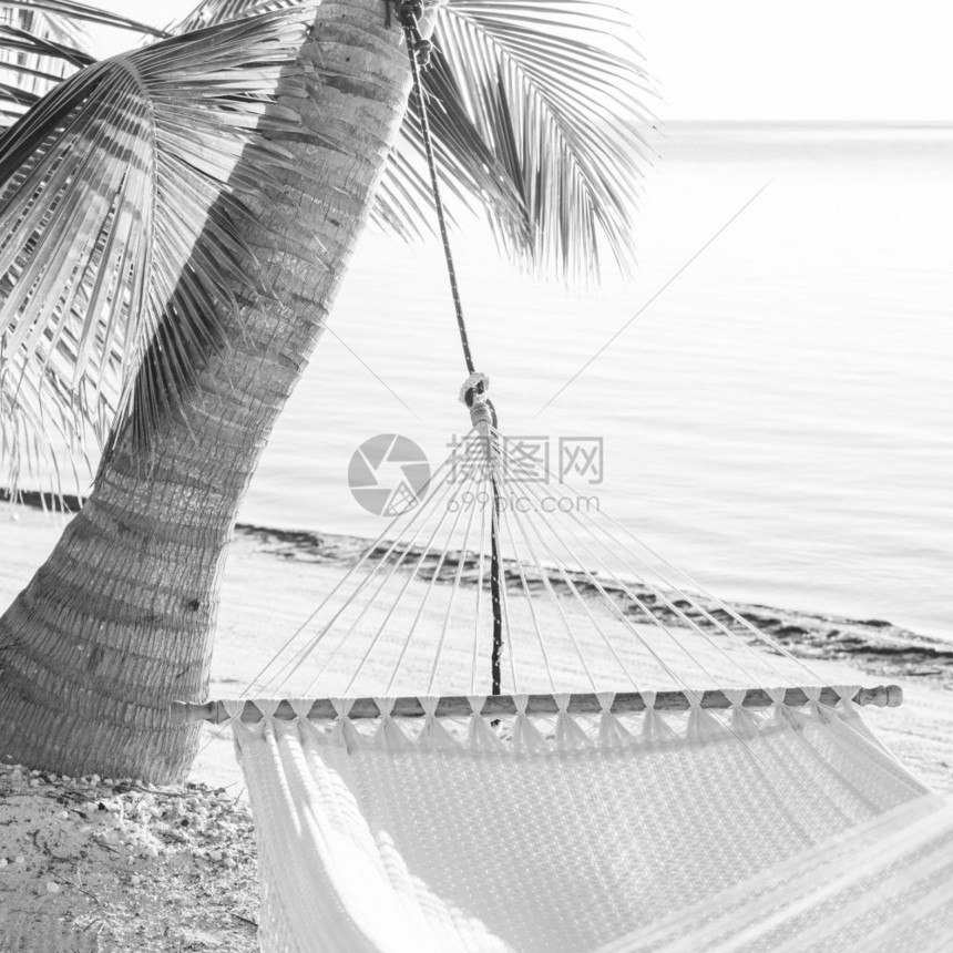 孤独热带棕榈树海滩上和平度假吊床黑白两色令人惊艳黑的单图片