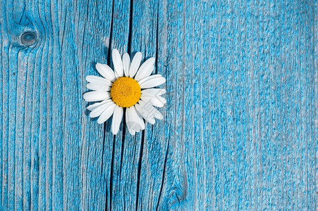 夏天明信片蓝木本底的美丽野生甘菊花农村古代风格的花粉礼物图片