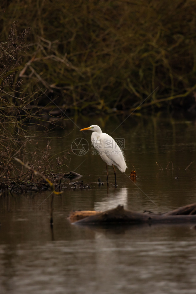 站在水上树桩上的白色鸟类图片