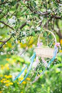 果园脆弱花的白樱桃在春日之中配上小篮子的白樱花图片