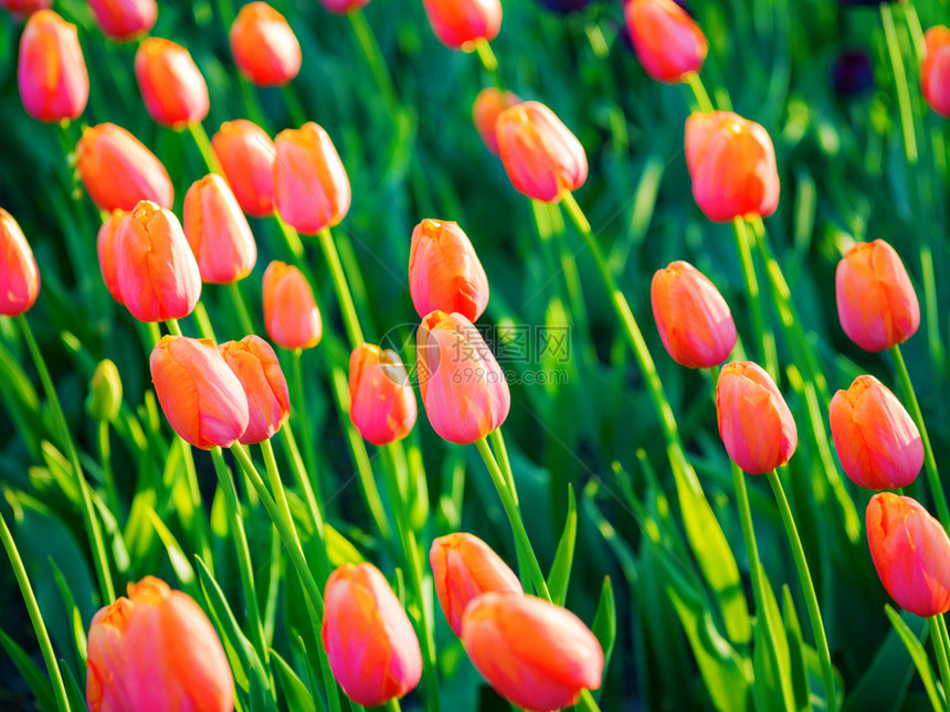 春月和夏季公园的明日光照亮橙色郁金香在明日光照耀的阳下流淌着橙色郁金香新鲜颜花瓣图片