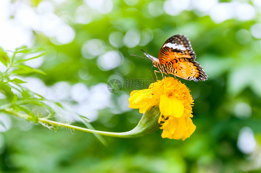 花的绽放植物群蝴蝶在花朵上吃着蜜的香甜果在花朵上涂着橙色蝴蝶图片