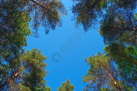 松树与蓝天对比的然松树和蓝相对的然板生长保护边界图片