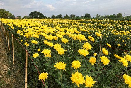 精美的泰国北部当地花卉农场的生长是菊花田面积的增长泰国北部水平的新鲜图片