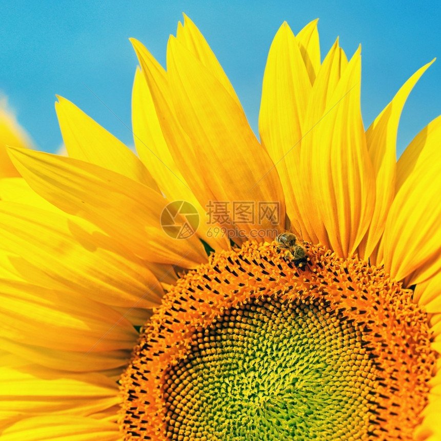 美丽的黄色花朵有蜜蜂的向日葵传统多彩的夏季背景花瓣蜜糖的图片