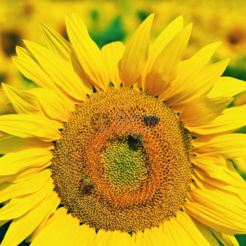 蜜糖美丽的黄色花朵有蜜蜂的向日葵传统多彩的夏季背景充满活力花粉图片