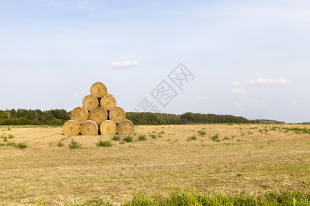 从稻草中收集的金字石便于储存用冬季田地金字塔草欧洲滚轴环境背景图片