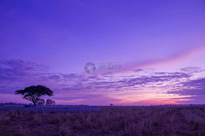 荒野木头轮廓大树在日落的振动天空草原上与稻田图片