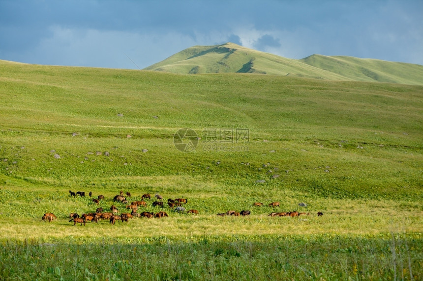 高地马群聚集在闪亮的绿草地上团体吉尔斯坦图片