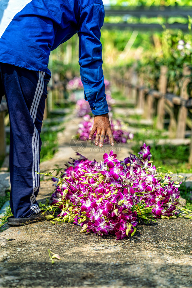 地面紫兰花在泰国工业Bangkok的花园农场中开盛在Thailand工业的Bangkok种植场里紫兰花正在盛开亚洲园丁图片