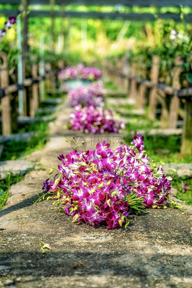 美丽紫色的商业兰花在泰国工业Bangkok的花园农场中开盛在Thailand工业的Bangkok种植场里紫兰花正在盛开图片