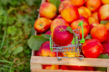 大车多汁的花园里一盒苹果的背景上有熟红苹果的小推车架子图片