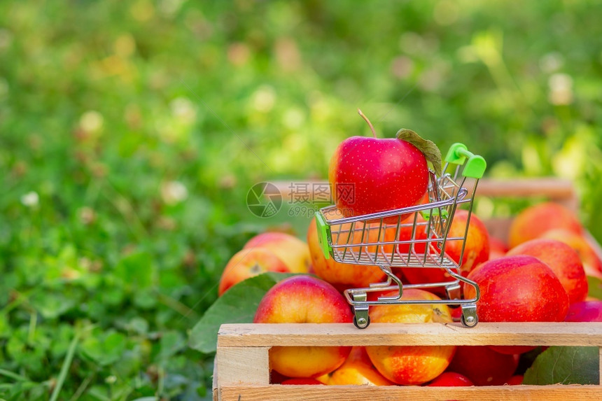 商业节食品花园里一盒苹果的背景上有熟红苹果的小推车图片