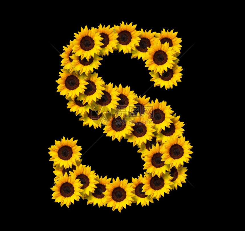 装饰风格夏天品首字母S由黄色向日葵花所制成在黑色背景上隔绝的花朵设计爱情概念的元素为母亲们设计理想图片