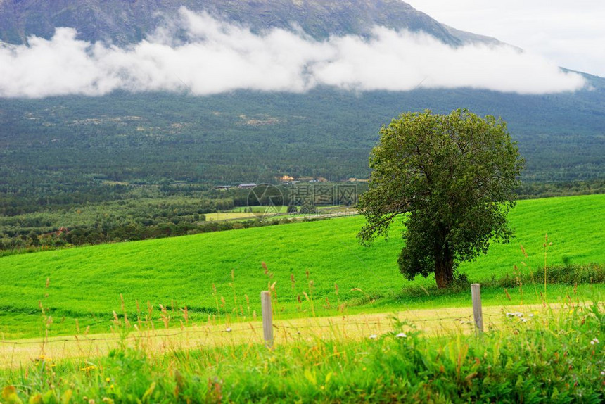 景观挪威树木和多云山丘背景公路挪威树和多云山地背景公路hd明信片斯堪的纳维亚图片