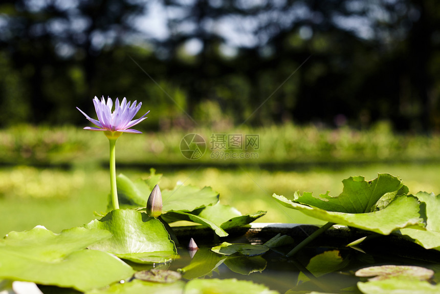 莲花盛开在池塘里图片
